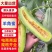 羊角蜜，博洋甜瓜，绿宝，花美人