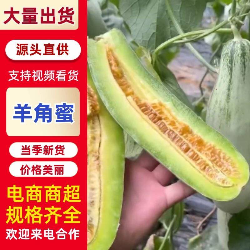 羊角蜜，博洋甜瓜，绿宝，花美人