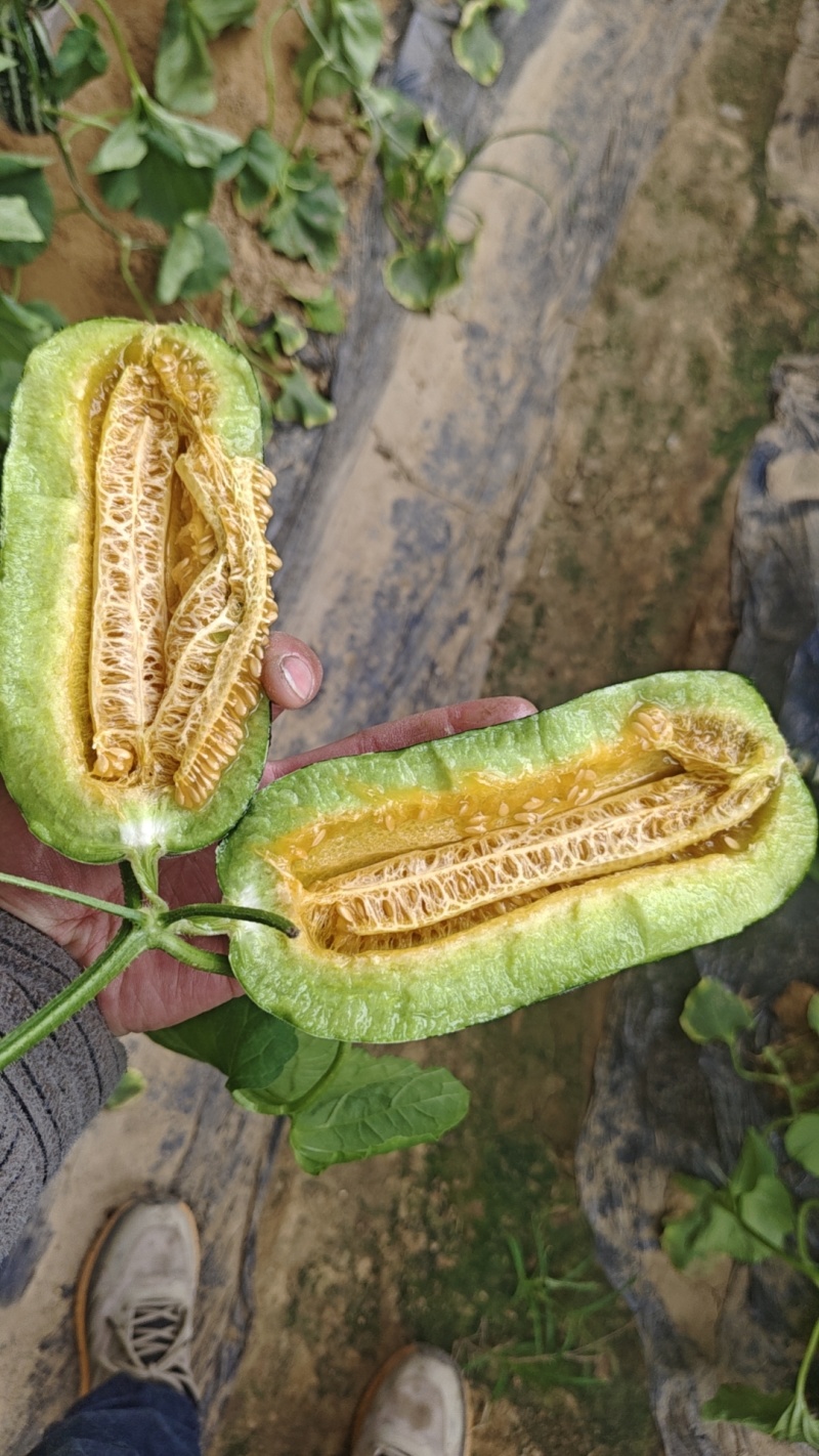 羊角蜜，博洋甜瓜，绿宝，花美人