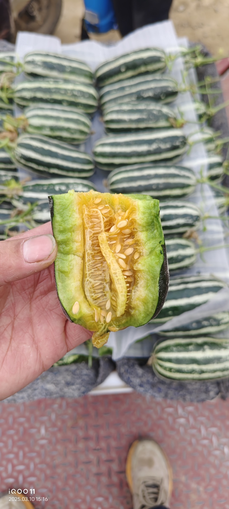 羊角蜜，博洋甜瓜，绿宝，花美人