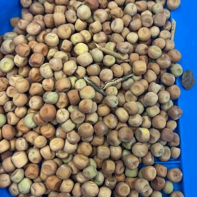 麻豌豆豌豆苗豌豆尖大叶豌豆