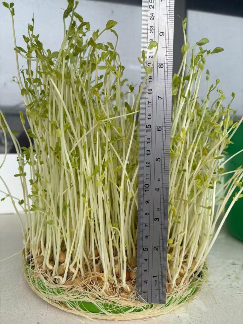 麻豌豆豌豆苗豌豆尖大叶豌豆