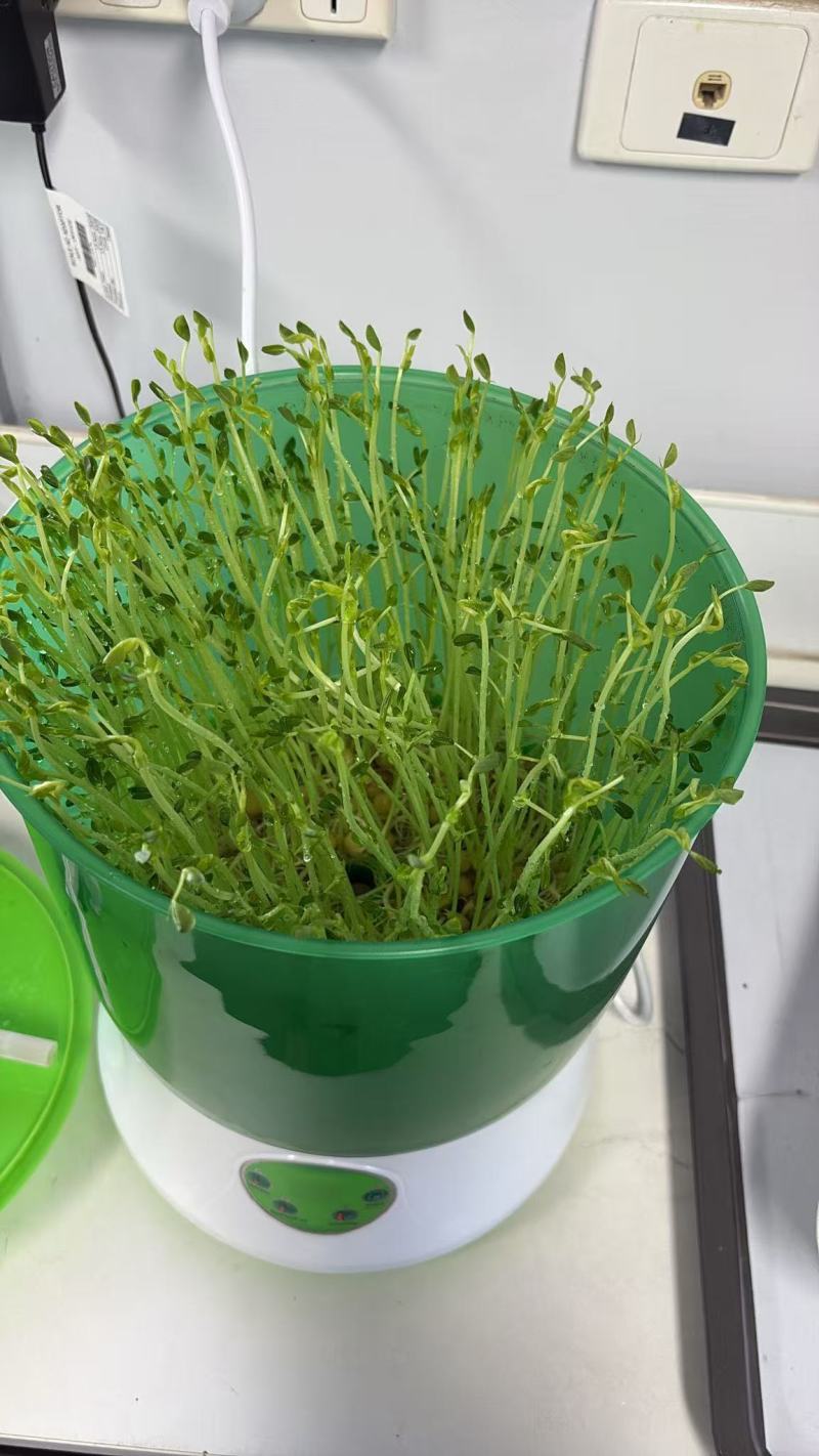 麻豌豆豌豆苗豌豆尖大叶豌豆