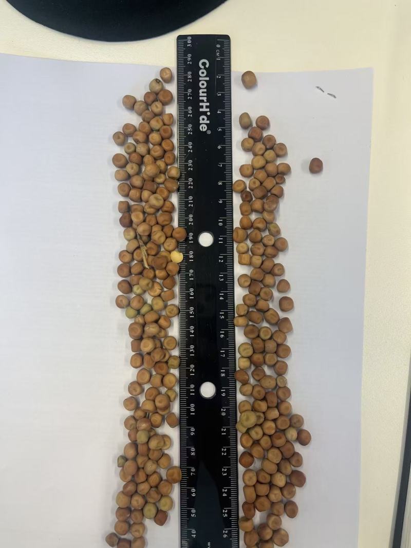 麻豌豆豌豆苗豌豆尖大叶豌豆