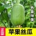 苹果丝瓜种子高产苹果丝瓜种籽