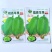 苹果丝瓜种子高产苹果丝瓜种籽