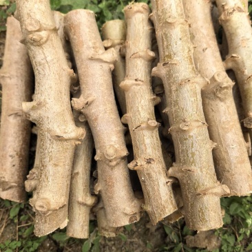 华南9号木薯种苗黄肉木薯种苗糖水木薯
