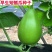 蜀尖香梨圆瓠瓜种子早熟耐热耐寒葫芦瓜西葫芦瓜种籽基地专用