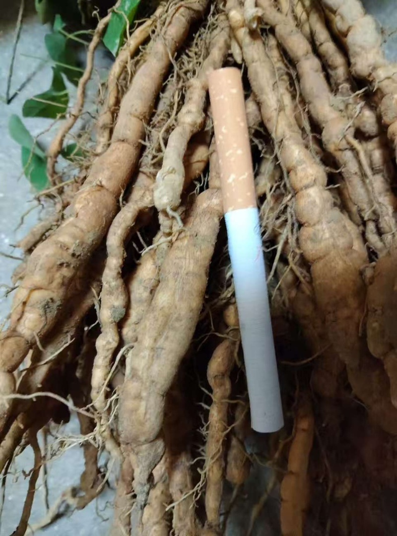 江西粉防己土木香粉防己苗基地直发成活率高
