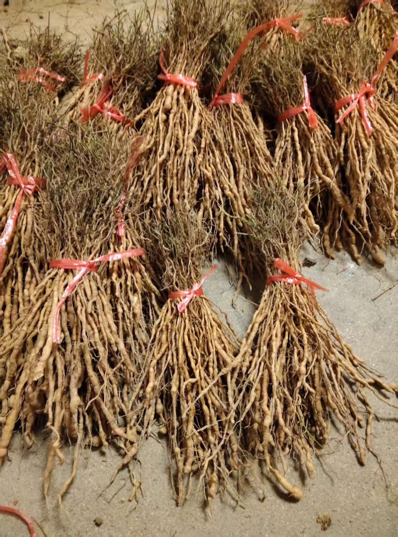 江西粉防己土木香粉防己苗基地直发成活率高