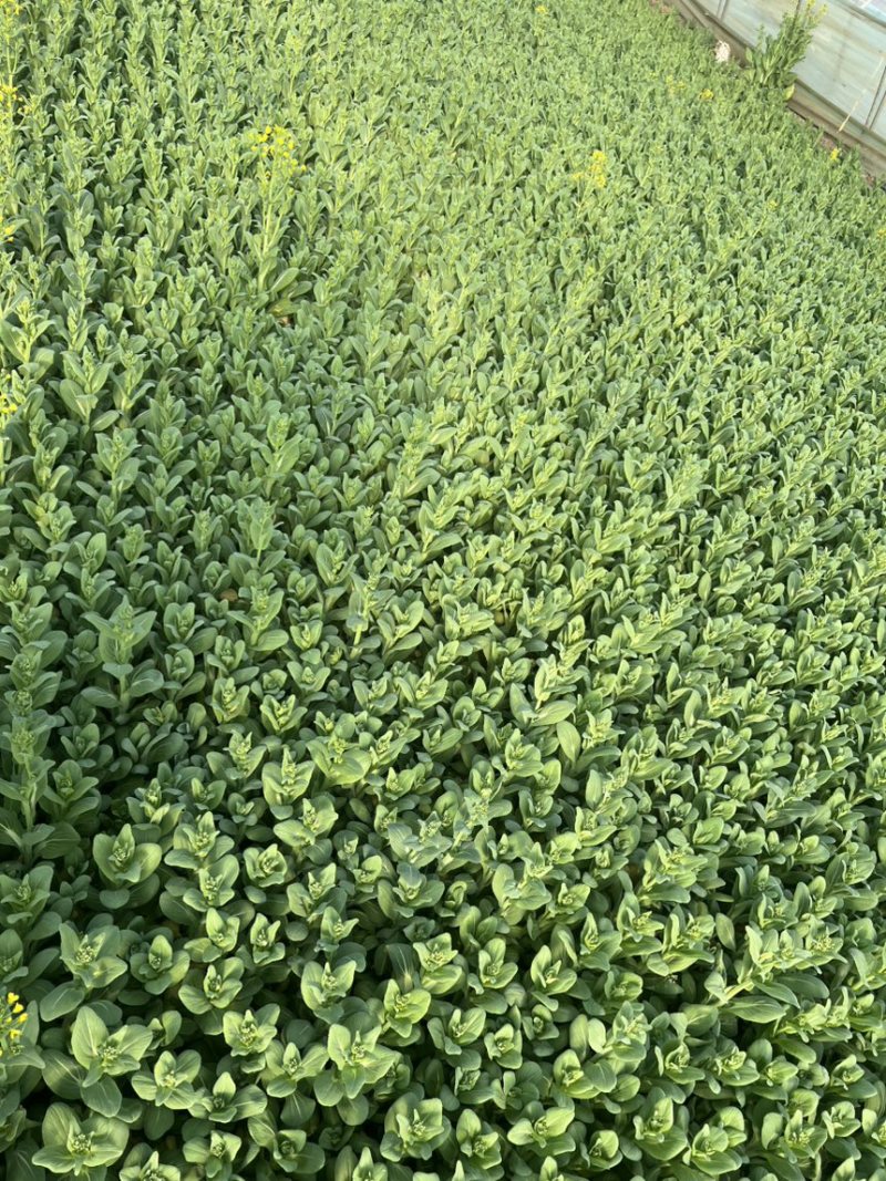 山东曹县精品油菜苔，大量上市欢迎采购！