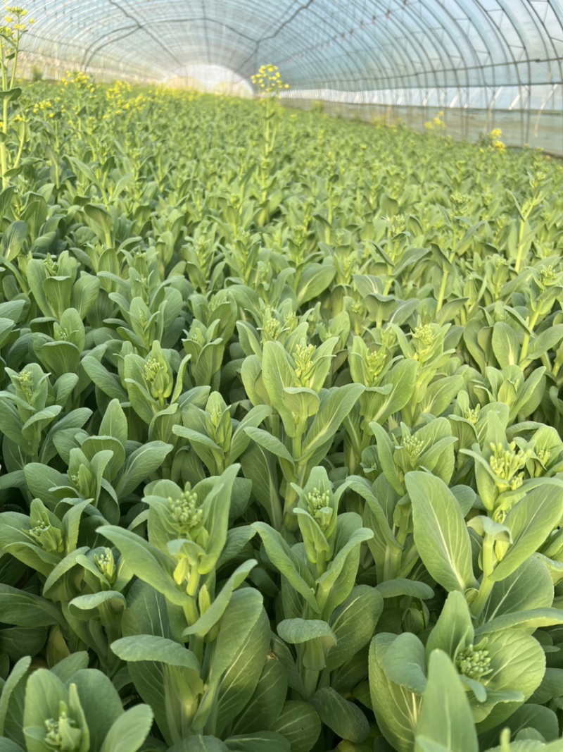 山东曹县精品油菜苔，大量上市欢迎采购！