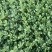 山东曹县精品油菜苔，大量上市欢迎采购！