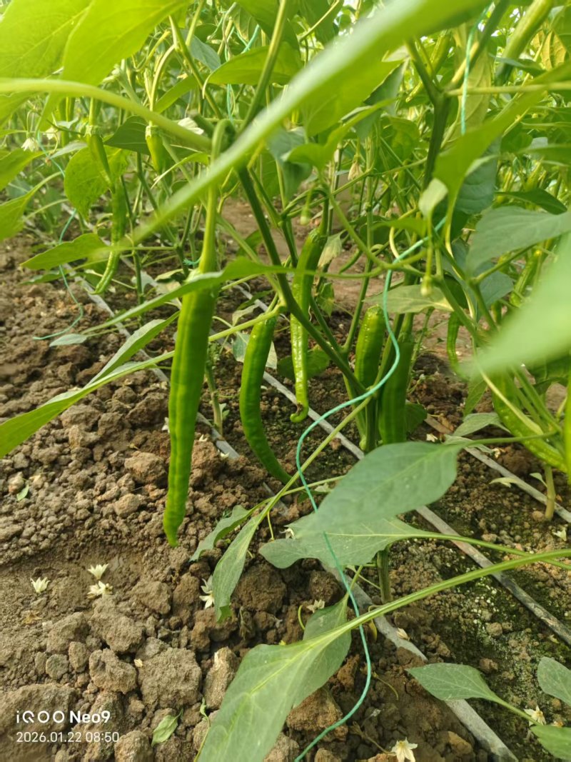 山东潍坊寿光薄皮椒肉薄香辣现摘现发质量保证欢迎来电