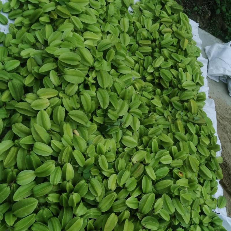 【杨桃】广东杨桃/精选高品质/对接工厂榨汁果腌制果
