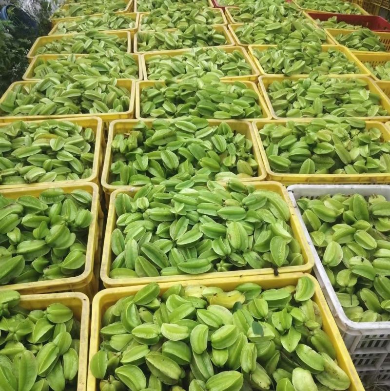 【杨桃】广东杨桃/精选高品质/对接工厂榨汁果腌制果