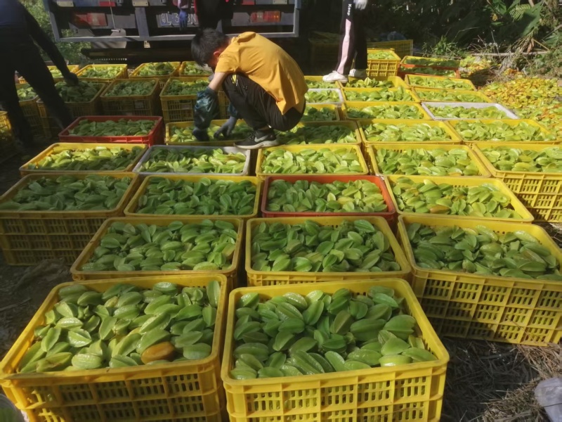 【杨桃】广东杨桃/精选高品质/对接工厂榨汁果腌制果