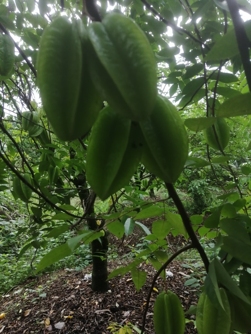 【杨桃】广东杨桃/精选高品质/对接工厂榨汁果腌制果