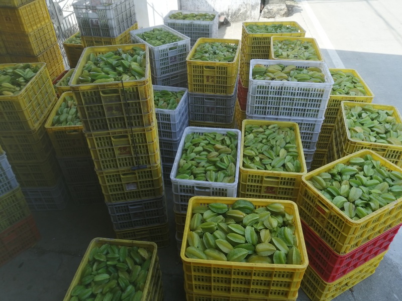 【杨桃】广东杨桃/精选高品质/对接工厂榨汁果腌制果