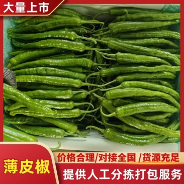 山东潍坊寿光薄皮椒肉薄香辣现摘现发质量保证欢迎来电