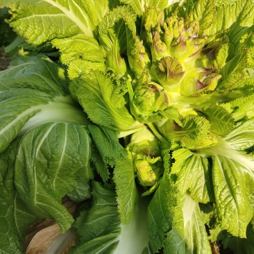 六盘水六枝大儿菜（需要多少自己来拉几千斤左右）