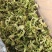 脱水花菜，厂家直发，大量有货，欢迎各位老板咨询采购
