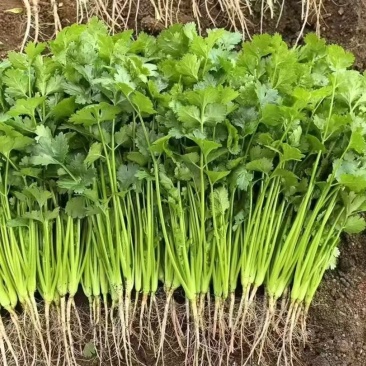 【推荐】广西精品中叶香菜可装箱，打捆，可散装
