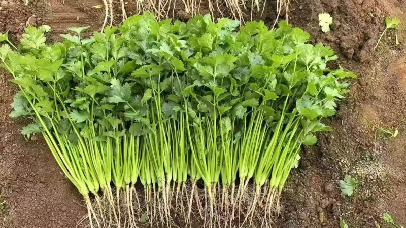 【推荐】广西精品中叶香菜可装箱，打捆，可散装