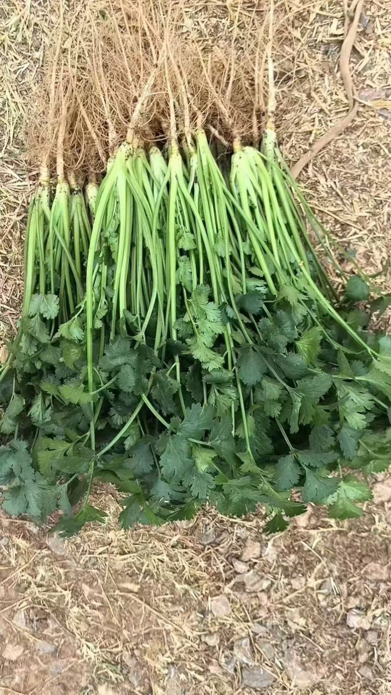 【推荐】广西精品中叶香菜可装箱，打捆，可散装