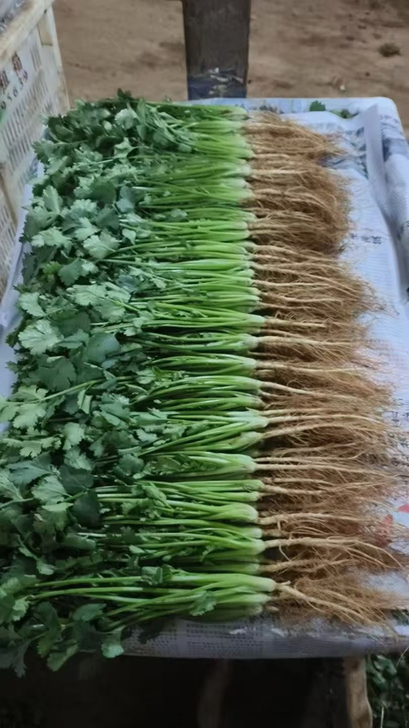 【推荐】广西精品中叶香菜可装箱，打捆，可散装