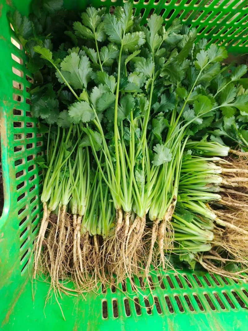 【推荐】广西精品中叶香菜可装箱，打捆，可散装