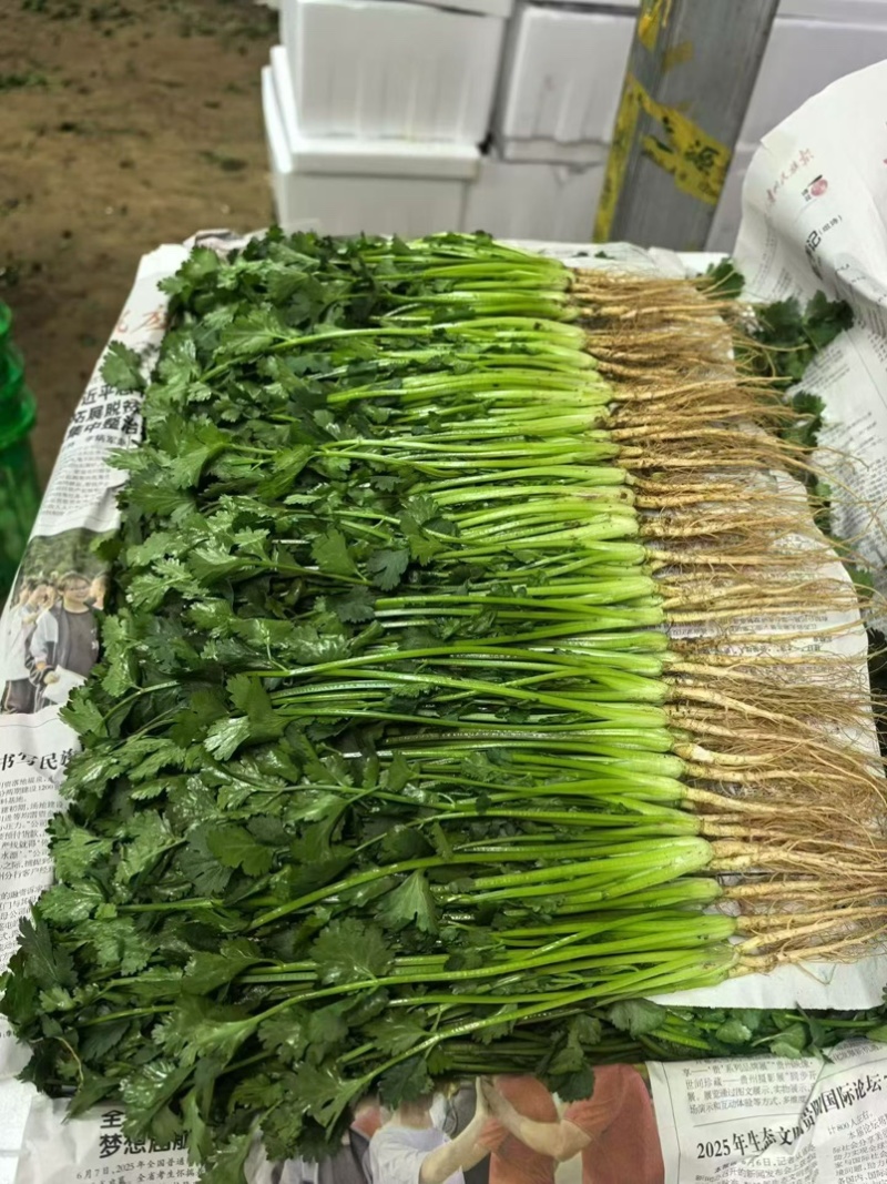 【推荐】广西精品中叶香菜可装箱，打捆，可散装