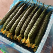 山东沂南黄瓜条形顺直承接批发市场电商餐饮食堂顶花带刺精品