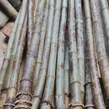 湘妃竹，斑竹，紫竹等可制优质工艺品，批发，电商。