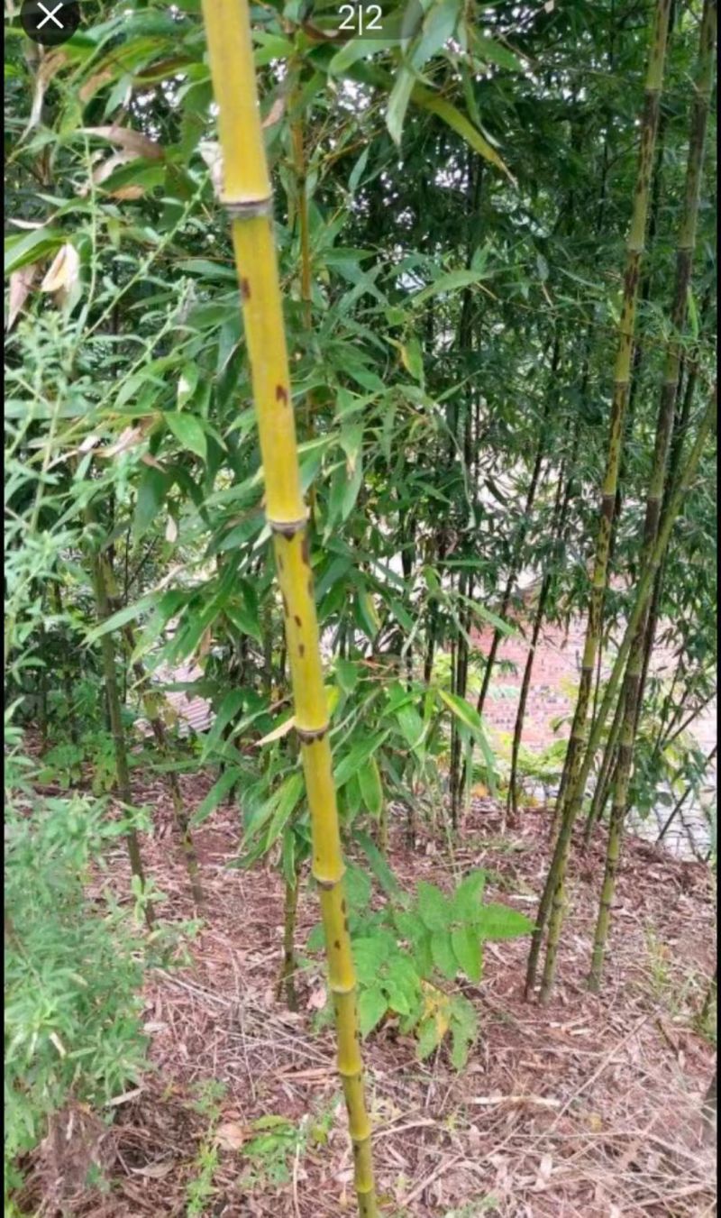 湘妃竹，斑竹，紫竹等可制优质工艺品，批发，电商。