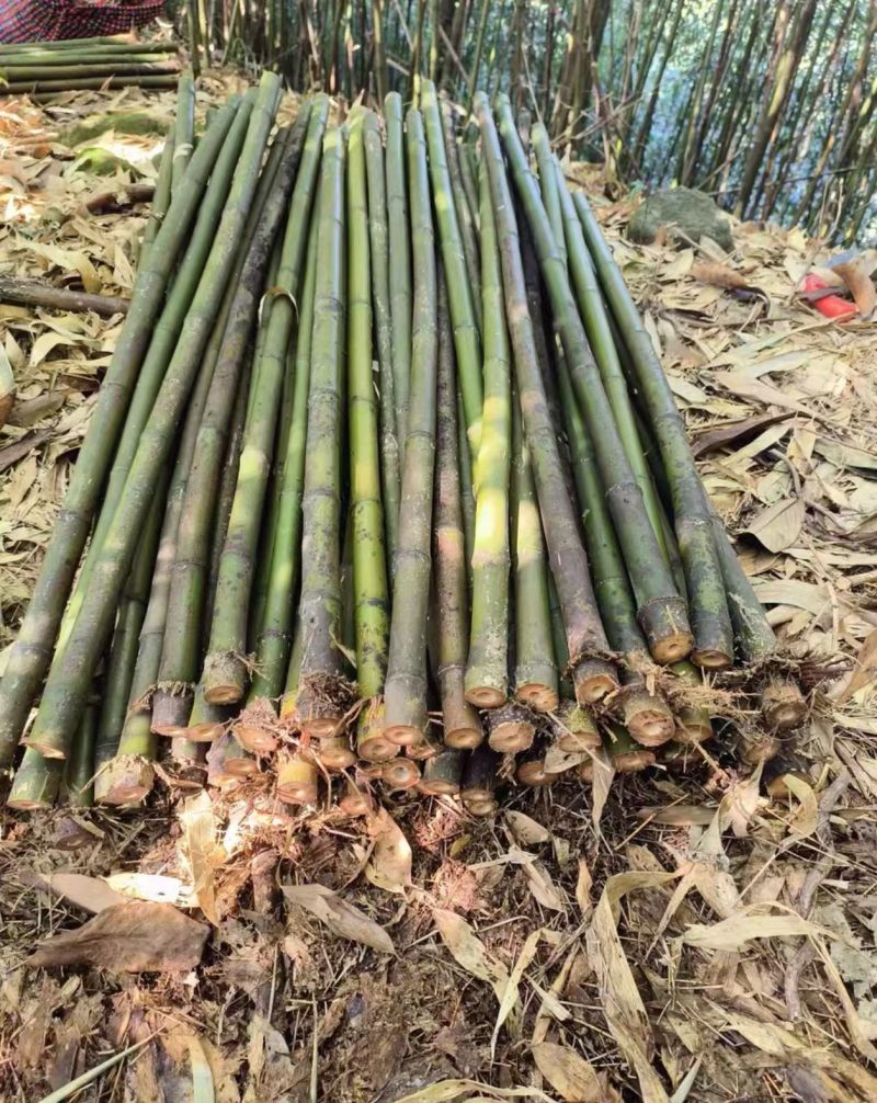 湘妃竹，斑竹，紫竹等可制优质工艺品，批发，电商。