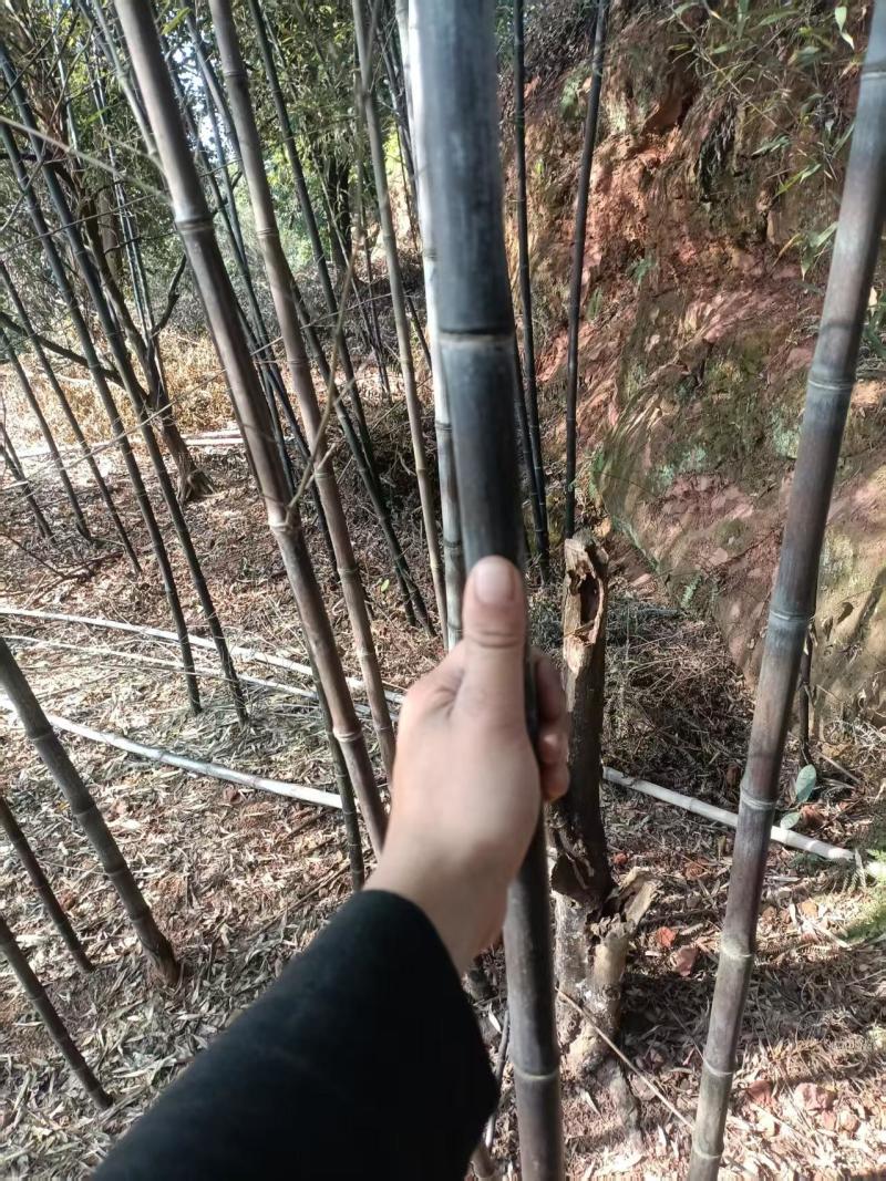 湘妃竹，斑竹，紫竹等可制优质工艺品，批发，电商。