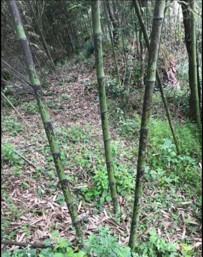 湘妃竹，斑竹，紫竹等可制优质工艺品，批发，电商。
