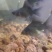 黑彗星3-5厘米球体蝴蝶鲤观赏鱼