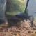黑彗星3-5厘米球体蝴蝶鲤观赏鱼