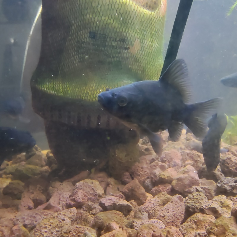黑彗星3-5厘米球体蝴蝶鲤观赏鱼