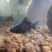 黑彗星3-5厘米球体蝴蝶鲤观赏鱼