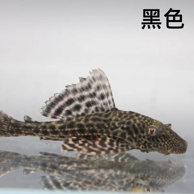 观赏鱼清道夫