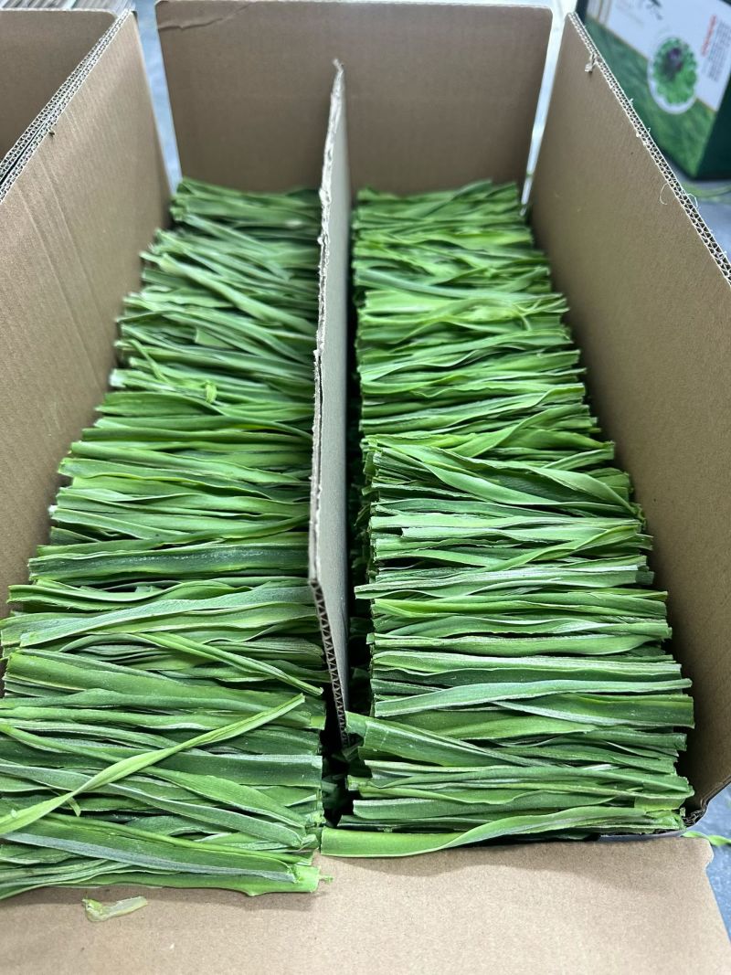 贡菜段安徽涡阳优质贡菜段