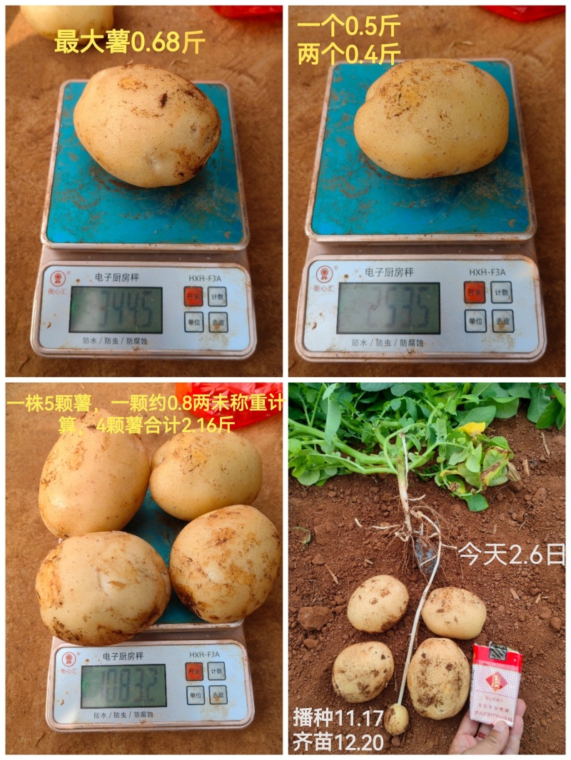 黄心土豆即将上市，精品挑选商品薯，红土地颜色靓无病害！