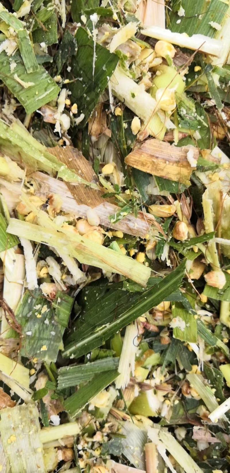 全株玉米青贮草