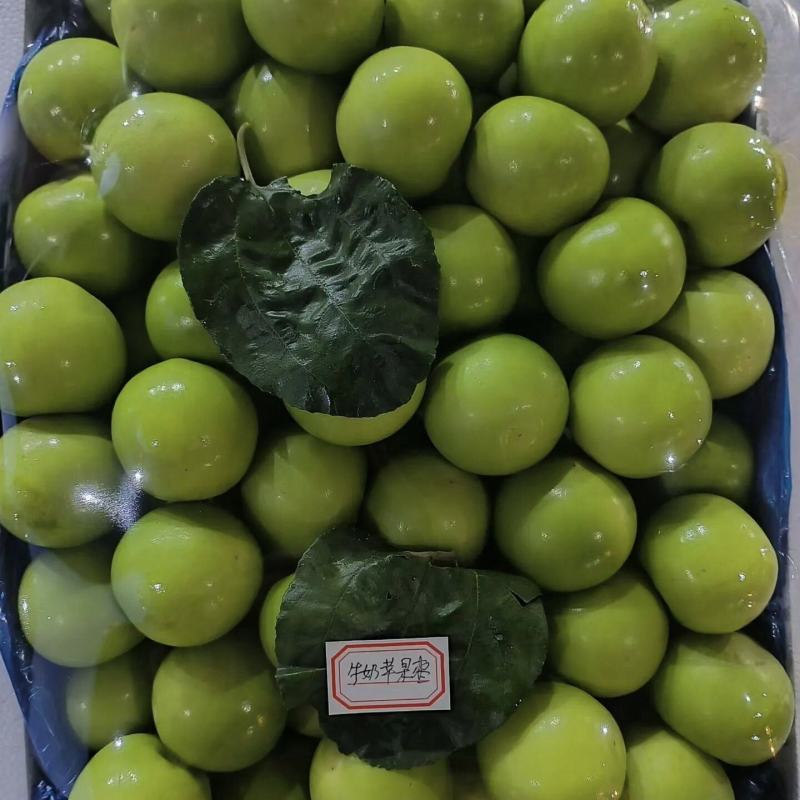福建漳州牛奶枣/口感脆甜/个头饱满/硬度好颜色漂亮/大量