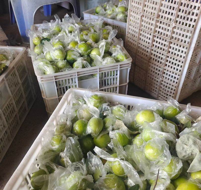 福建漳州牛奶枣/口感脆甜/个头饱满/硬度好颜色漂亮/大量