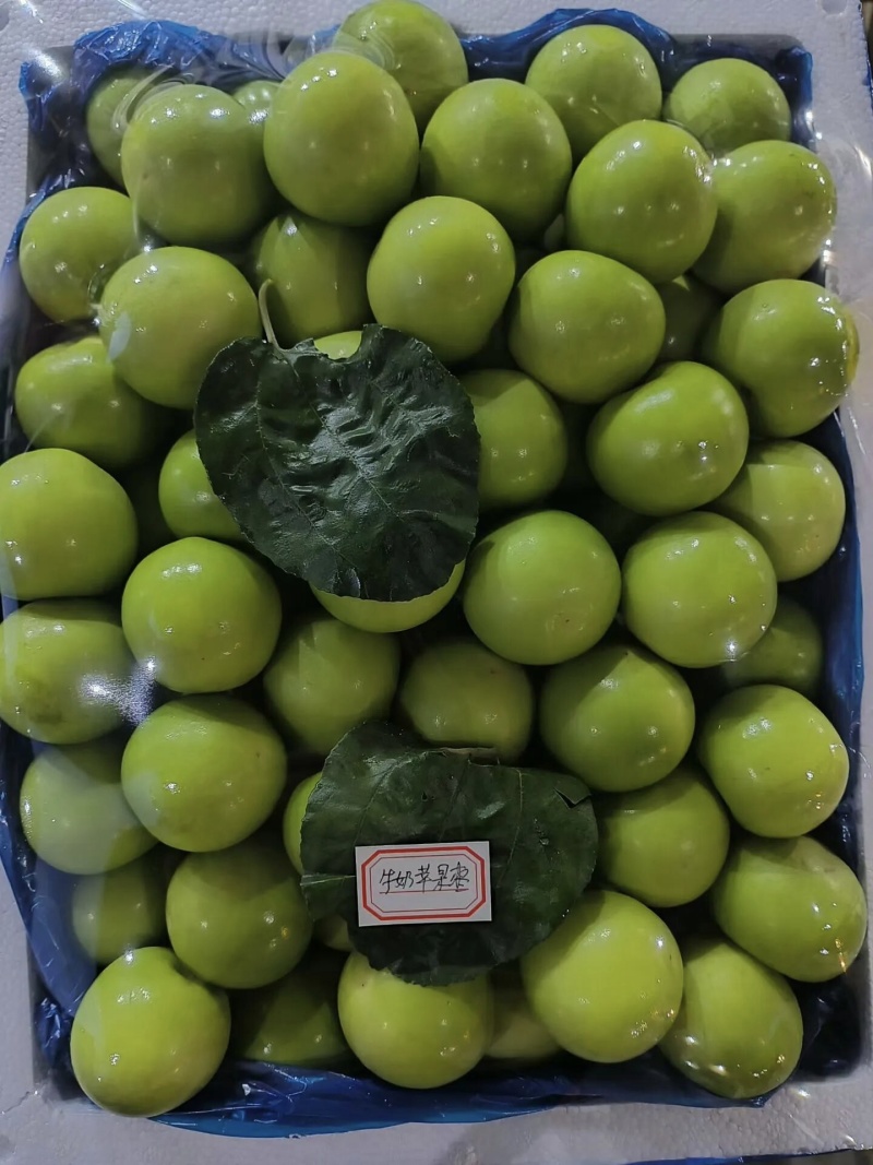 福建漳州牛奶枣/口感脆甜/个头饱满/硬度好颜色漂亮/大量