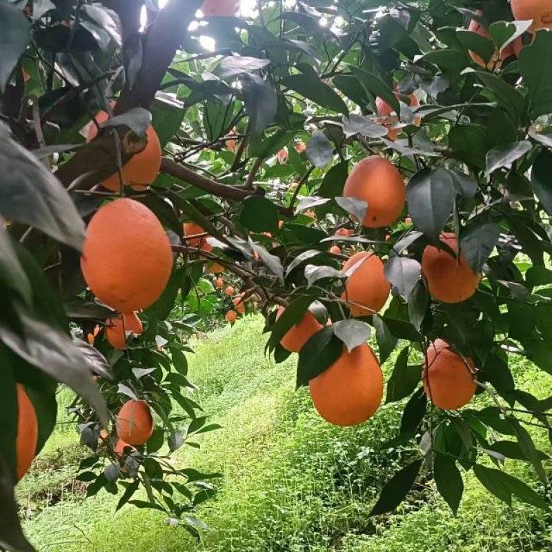 湖北秭归脐橙产地直发品质保证欢迎各大采购商联系看货